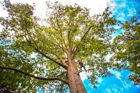 Best Tree Health Inspection  in Merryville, LA