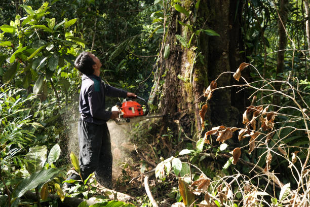 Best Hazardous Tree Removal  in Merryville, LA