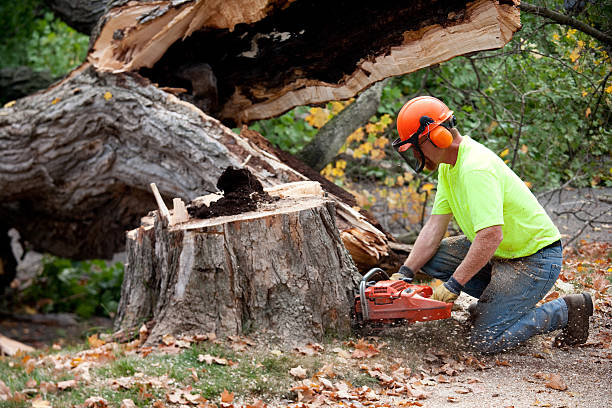 Best Storm Damage Tree Cleanup  in Merryville, LA